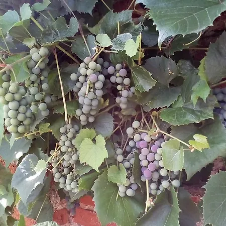 Liduska S Kavarnou * Bechyně