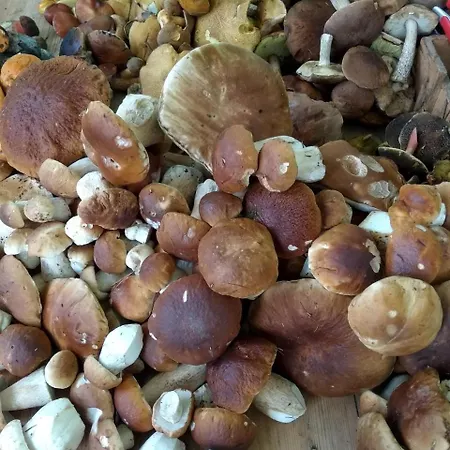 Penzion Liduska S Kavarnou