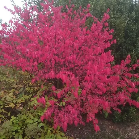 Liduska S Kavarnou Affittacamere Bechyně